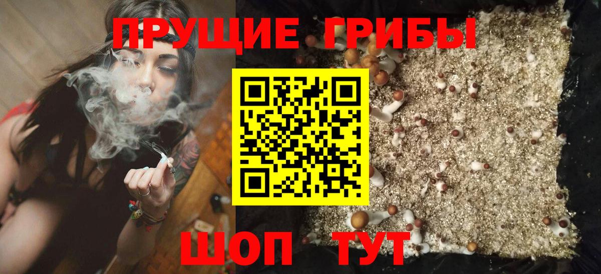 Галлюциногенные грибы Psilocybe Вышний Волочёк
